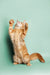 Playful Ginger Maine Coon Kitten sitting upright with paws raised in fun pose