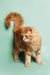 Fluffy orange Maine Coon kitten with a long tail standing on a plain background