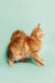 Fluffy orange Maine Coon kitten named Ryder standing proudly with a long tail