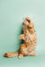 Fluffy orange Maine Coon kitten standing on hind legs with paws raised