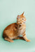 Fluffy Orange Tabby Coon Kitten Ryder looking up, perfect Maine Coon companion