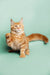 Orange tabby cat with one paw raised, perfect for a Maine Coon kitten product