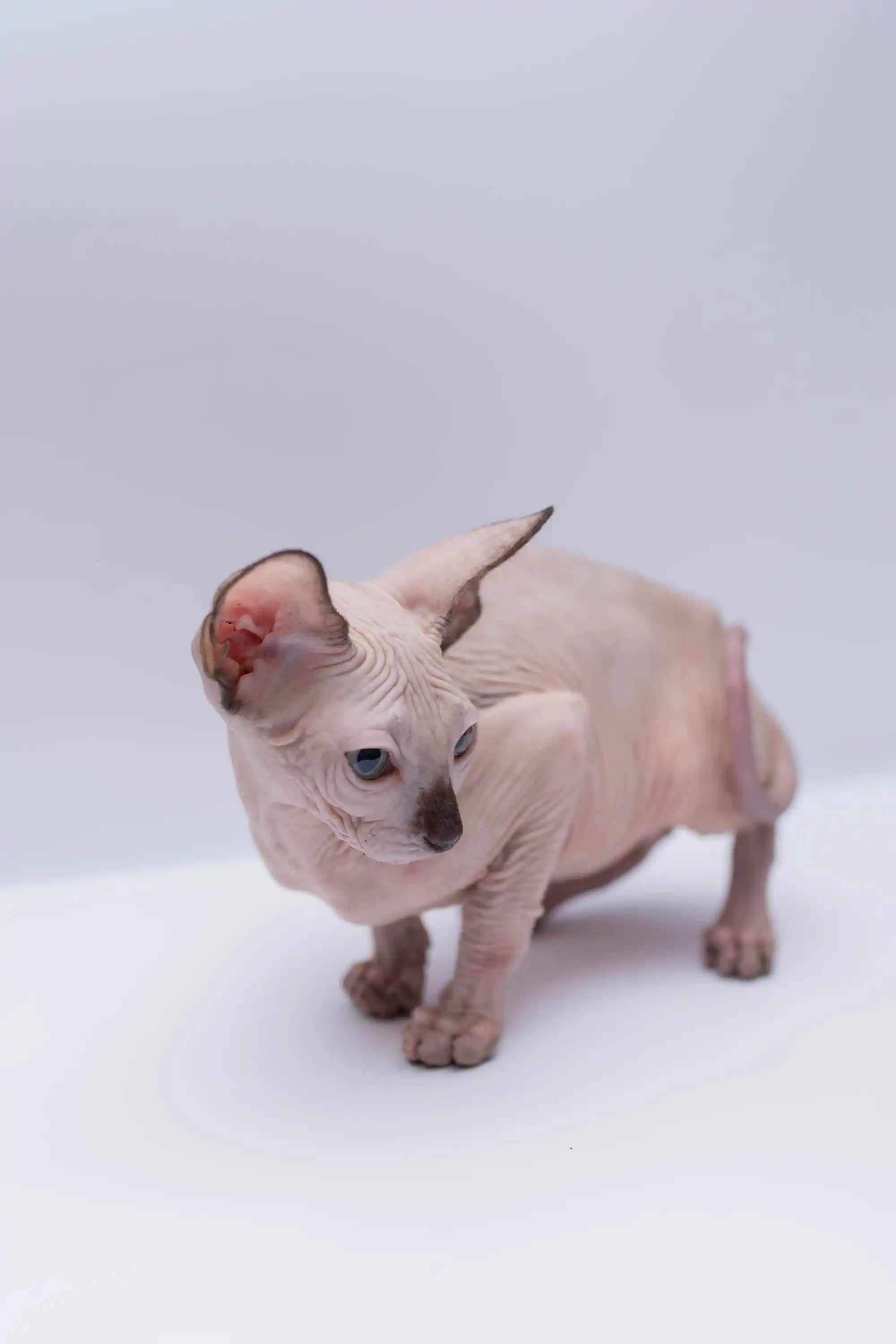 Hairless Sphynx Cats & Kittens for Sale Ryuk | Kitten