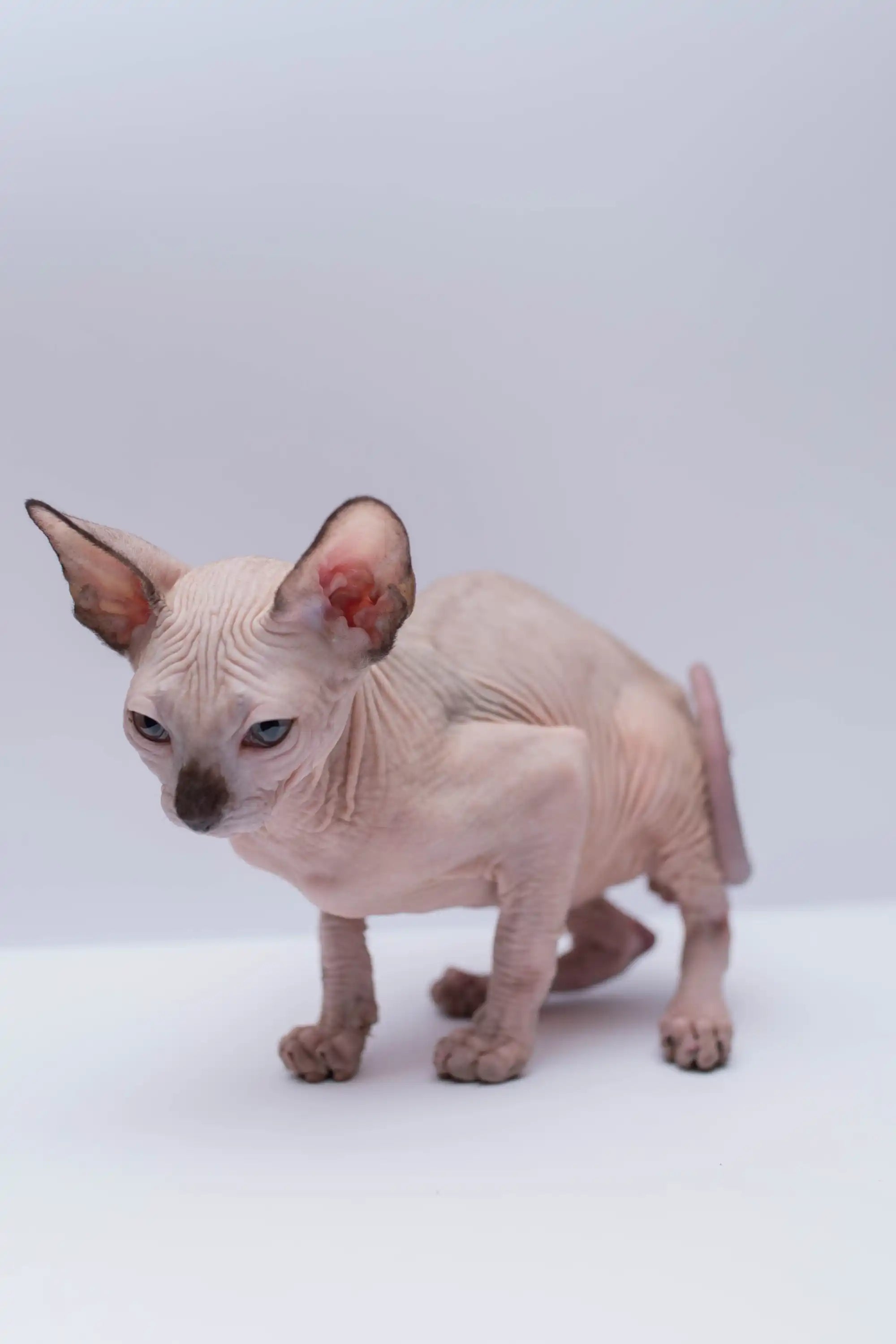 Hairless Sphynx Cats & Kittens for Sale Ryuk | Kitten