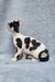 Cute black and white Devon Rex kitten with a unique poodle-style haircut