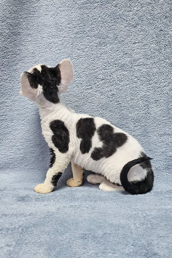 Cute black and white Devon Rex kitten with a unique poodle-style haircut