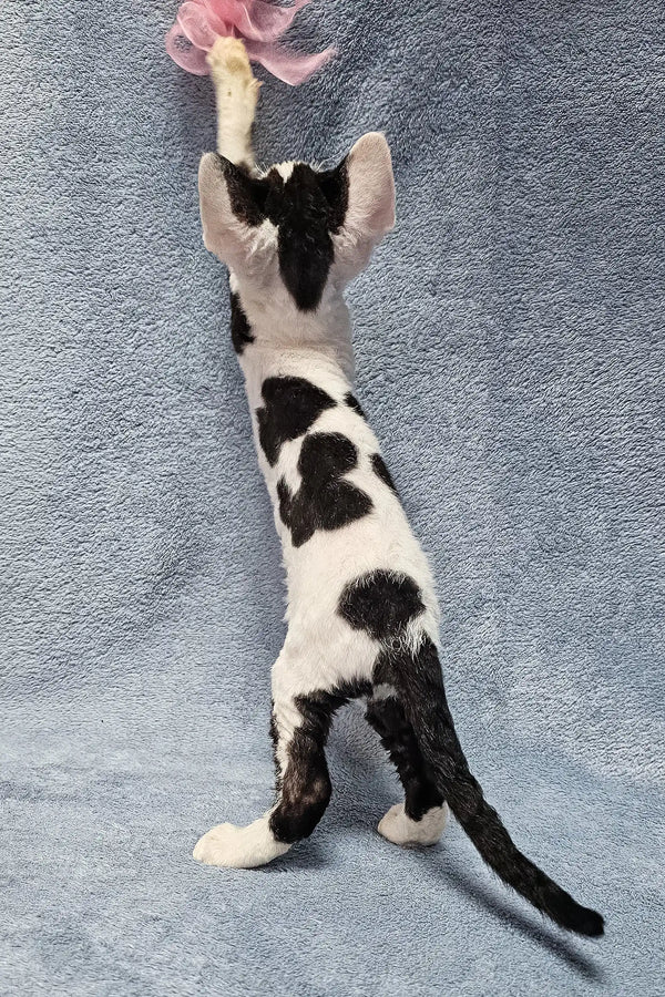 Black and white cat stretching for a pink toy in Sabina Devon Rex Kitten product