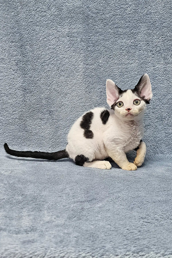 Adorable Black and white spotted Devon Rex kitten with big ears in Sabina product