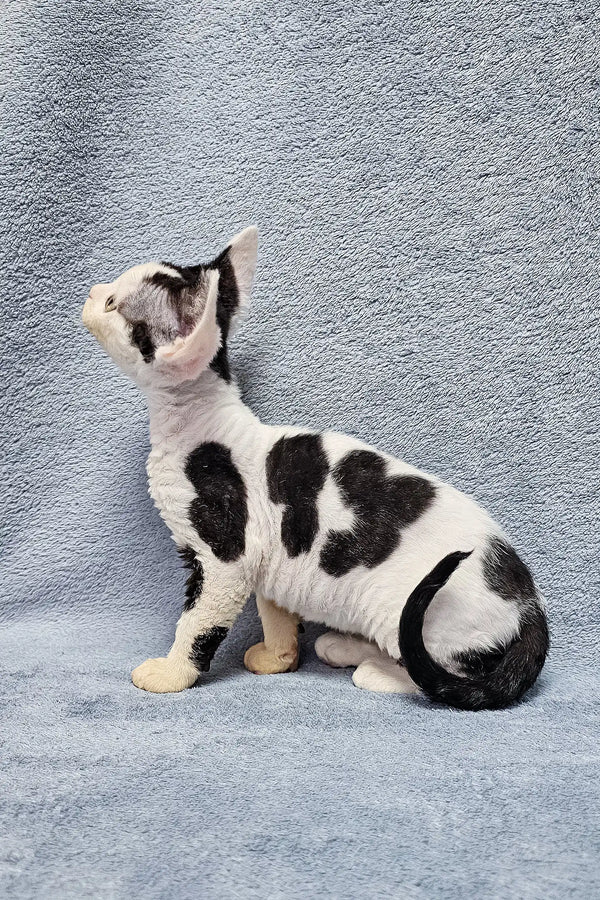 Black and white spotted cat in side profile for Sabina Devon Rex Kitten product