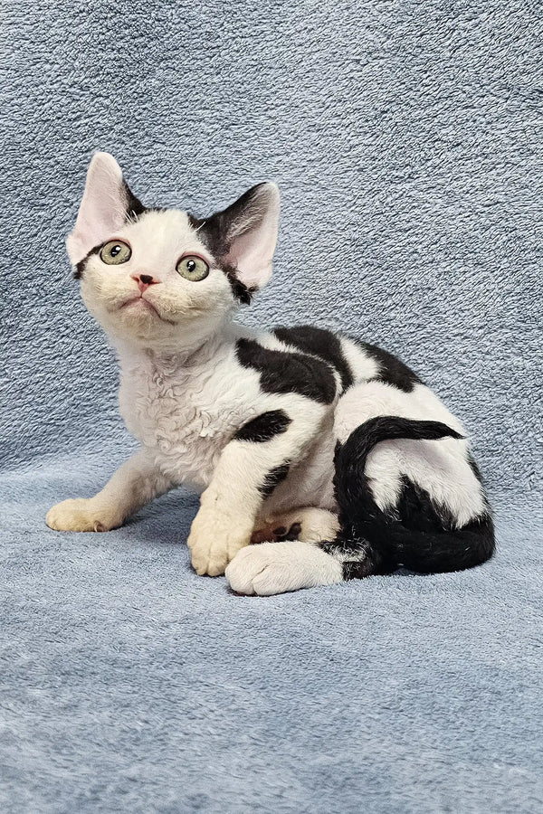 Cute black and white spotted Devon Rex kitten named Sabina lounging with bright eyes