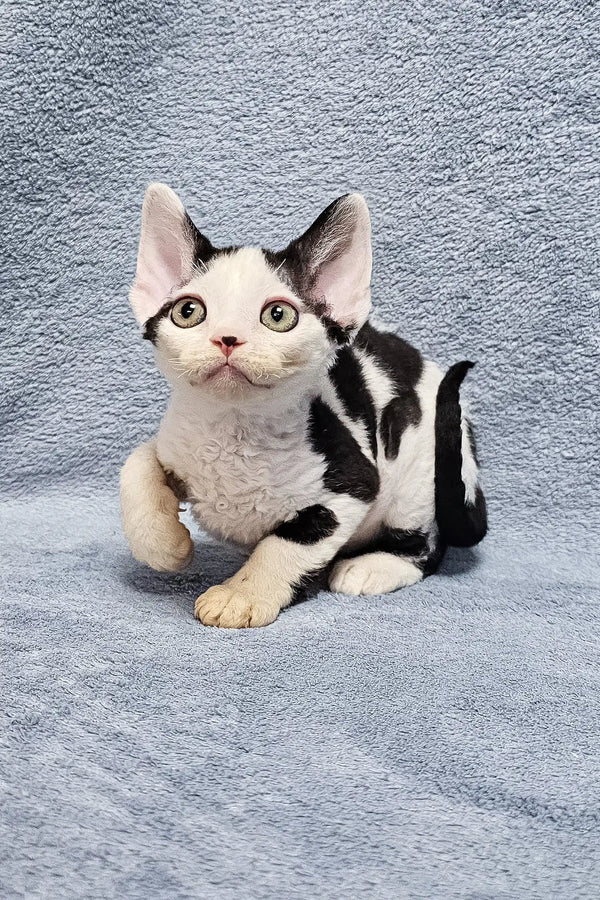 Cute black and white spotted Devon Rex kitten named Sabina with alert ears and bright eyes