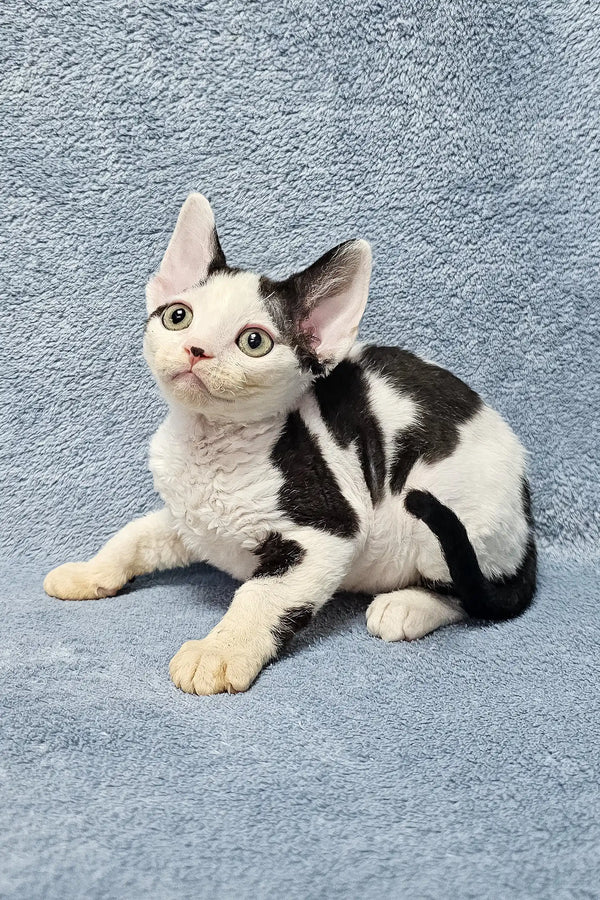 Black and white spotted Sabina the Devon Rex Kitten with alert green eyes relaxing