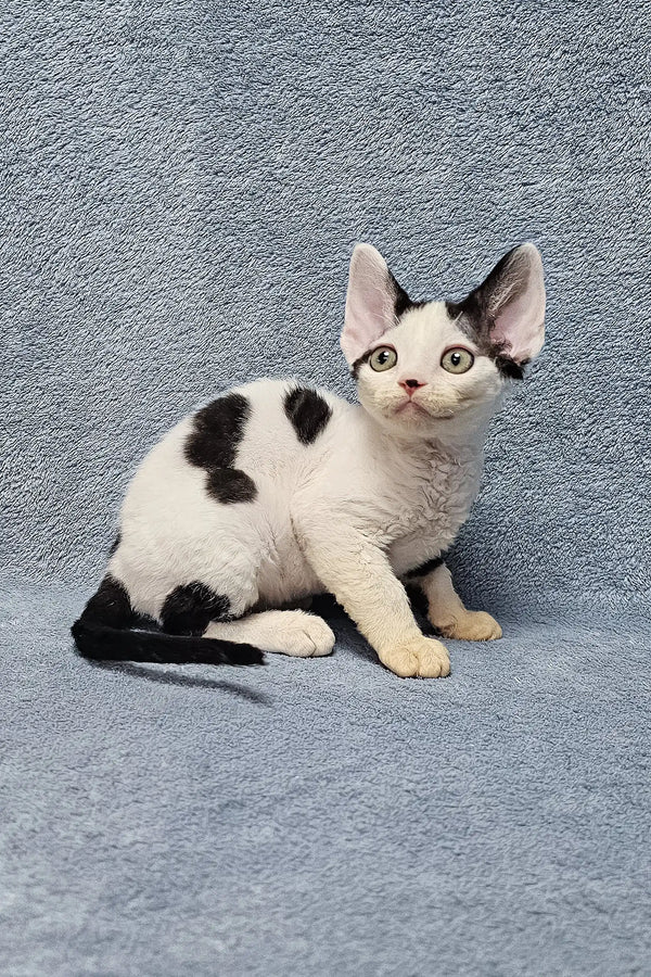White and black spotted kitten with perked ears and a curious look for Sabina | Devon Rex Kitten