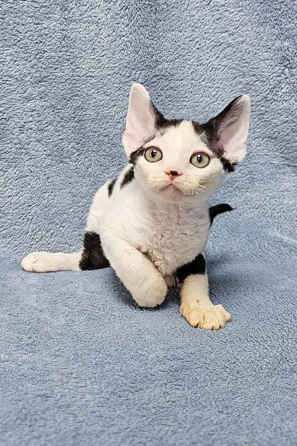 White and black spotted Sabina Devon Rex Kitten with perked ears and bright eyes