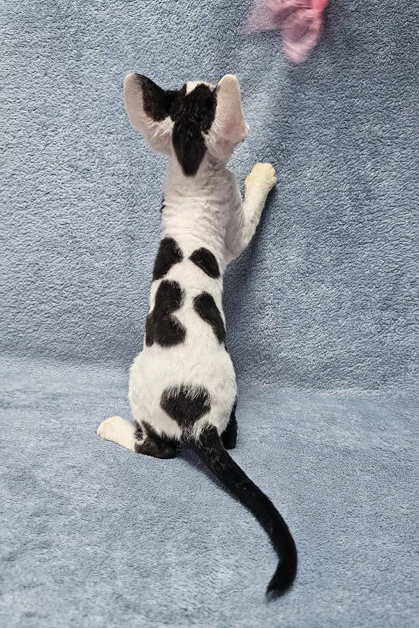 White Devon Rex kitten with black spots stretching on hind legs in Sabina product