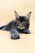 Gray and black tabby Maine Coon kitten with big ears lounging cutely