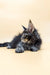 Long-haired gray tabby Maine Coon kitten lounging for Sabory product display