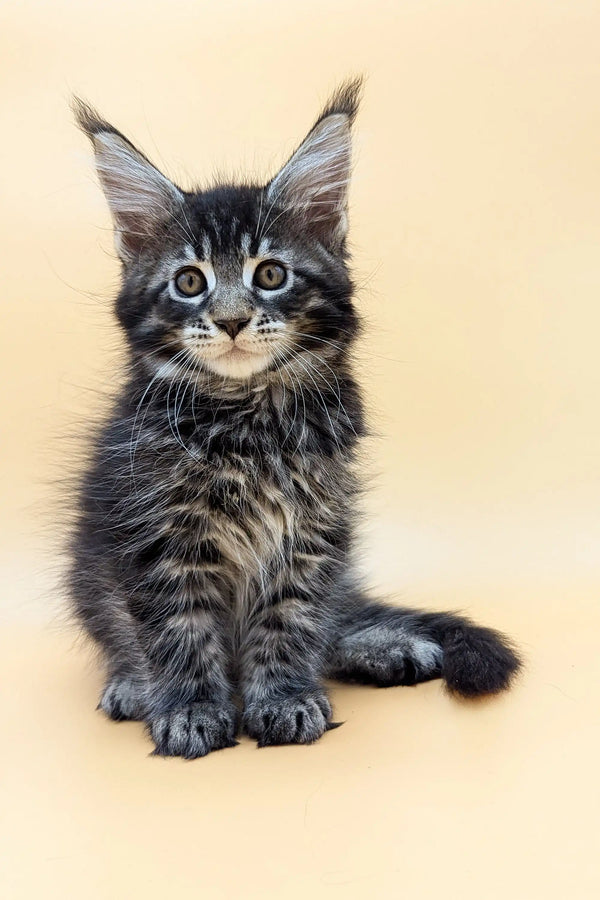 Fluffy Maine Coon kitten with bright eyes and big ears, perfect for cuddles