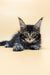 Gray tabby Maine Coon kitten with large ears lounging cutely