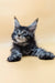 Adorable Maine Coon kitten with fluffy fur and cool ear tufts from Sabory