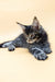 Gray tabby Maine Coon kitten with tufted ears relaxing cutely on its stomach