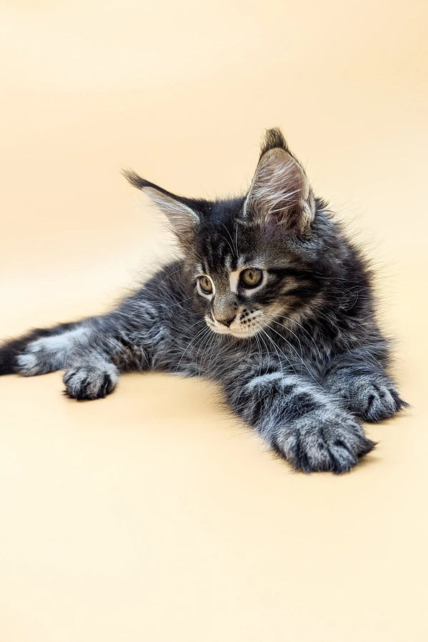 Gray tabby Maine Coon kitten with tufted ears relaxing cutely on its stomach