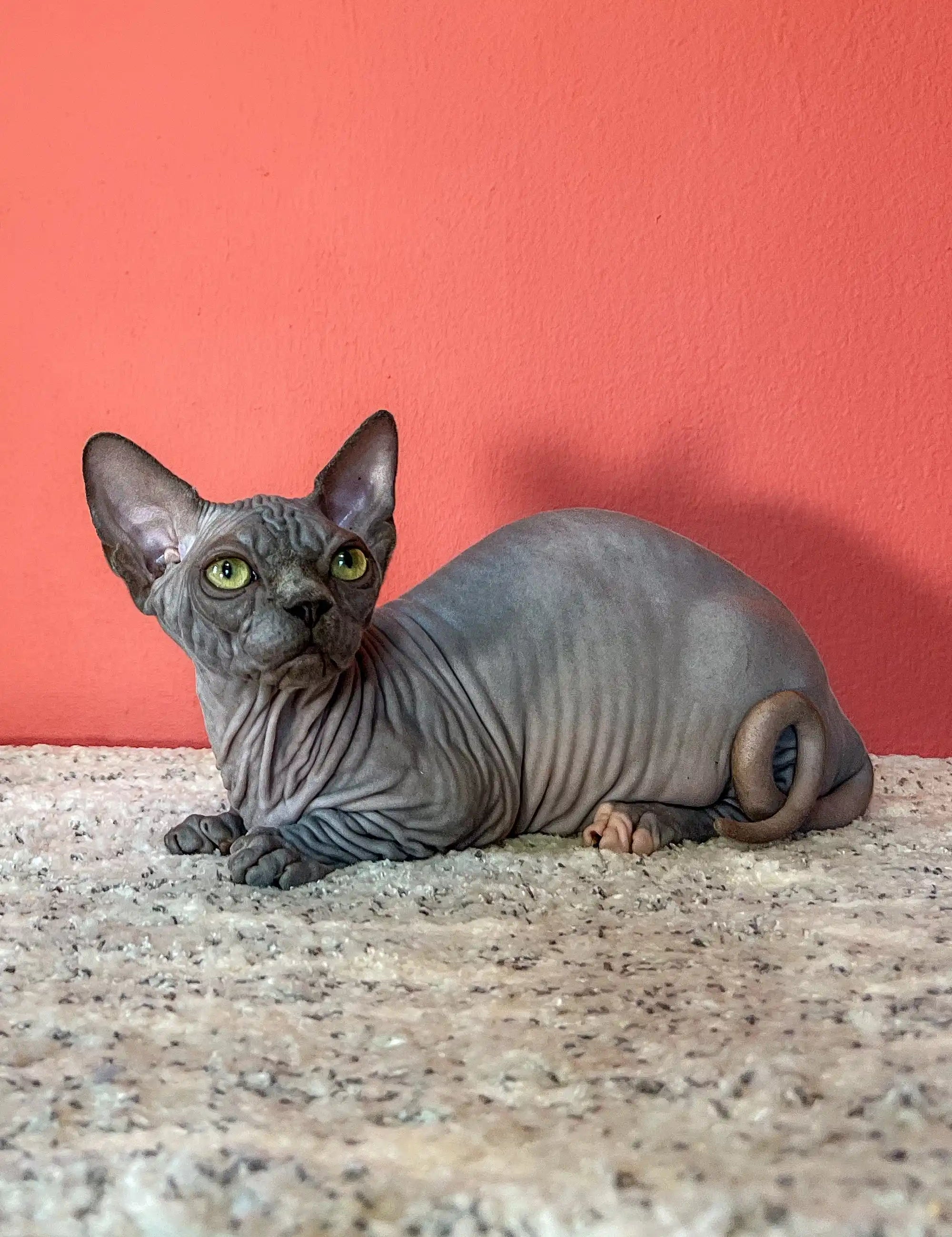 Hairless Sphynx Cats for Sale Sabrina | Bambino Kitten