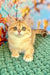Sabrina | british shorthair kitten