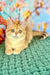 Sabrina | british shorthair kitten