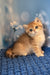 Sabrina | british shorthair kitten