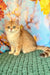 Sabrina | british shorthair kitten