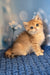 Sabrina | british shorthair kitten
