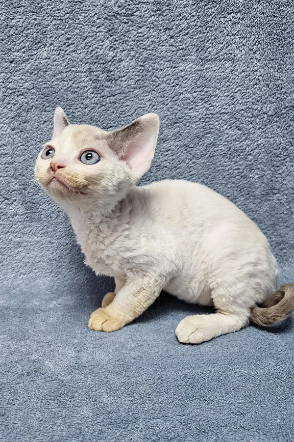 Cute cream Devon Rex kitten named Sabrina with bright blue eyes