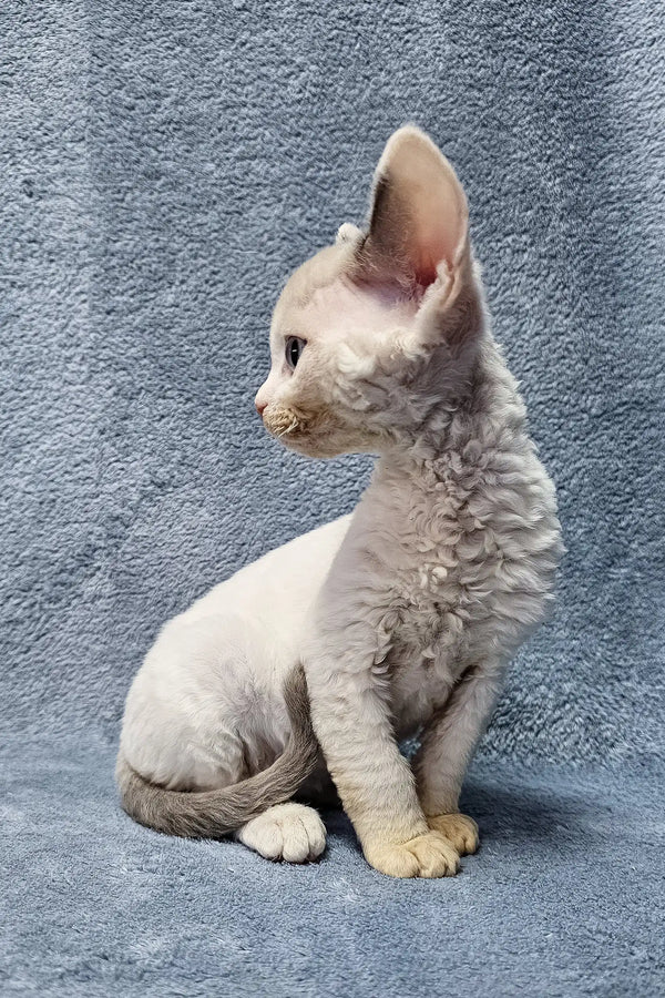 Adorable White Devon Rex kitten Sabrina with curly fur and big ears