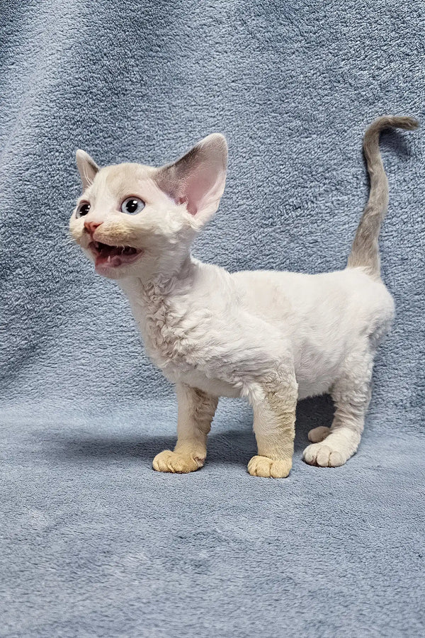 Cute White Devon Rex kitten with curly fur and big ears, perfect for Sabrina