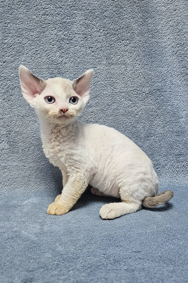 Adorable White Devon Rex kitten with curly fur and big ears in Sabrina product