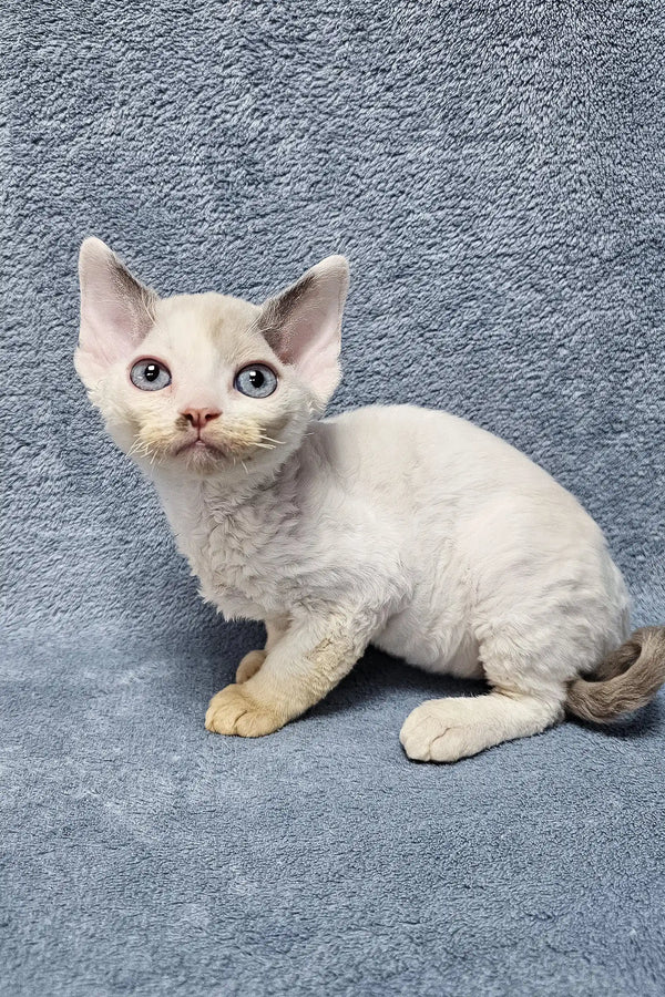 Adorable White Devon Rex kitten named Sabrina with big ears and curious eyes