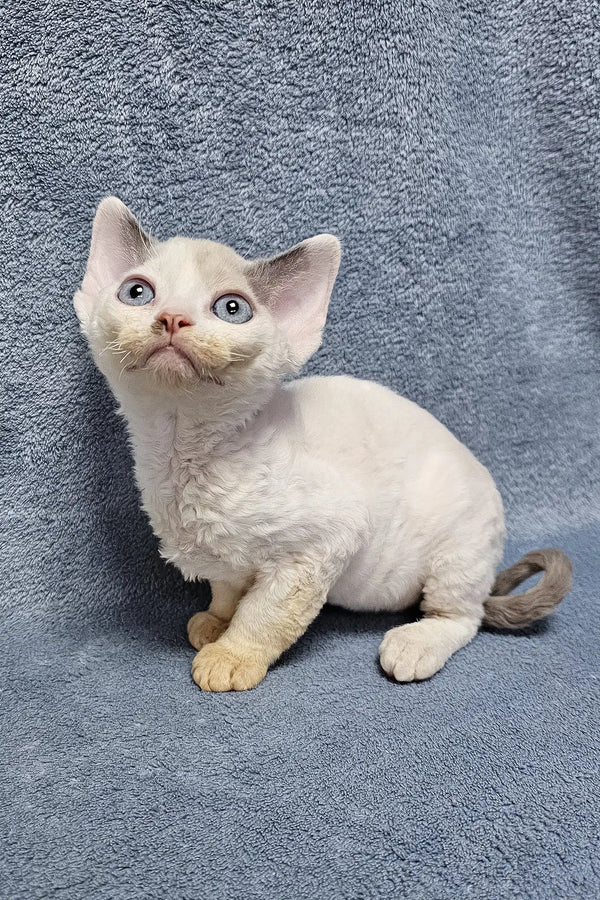 White Munchkin cat with bright blue eyes curled up, perfect for Sabrina | Devon Rex Kitten