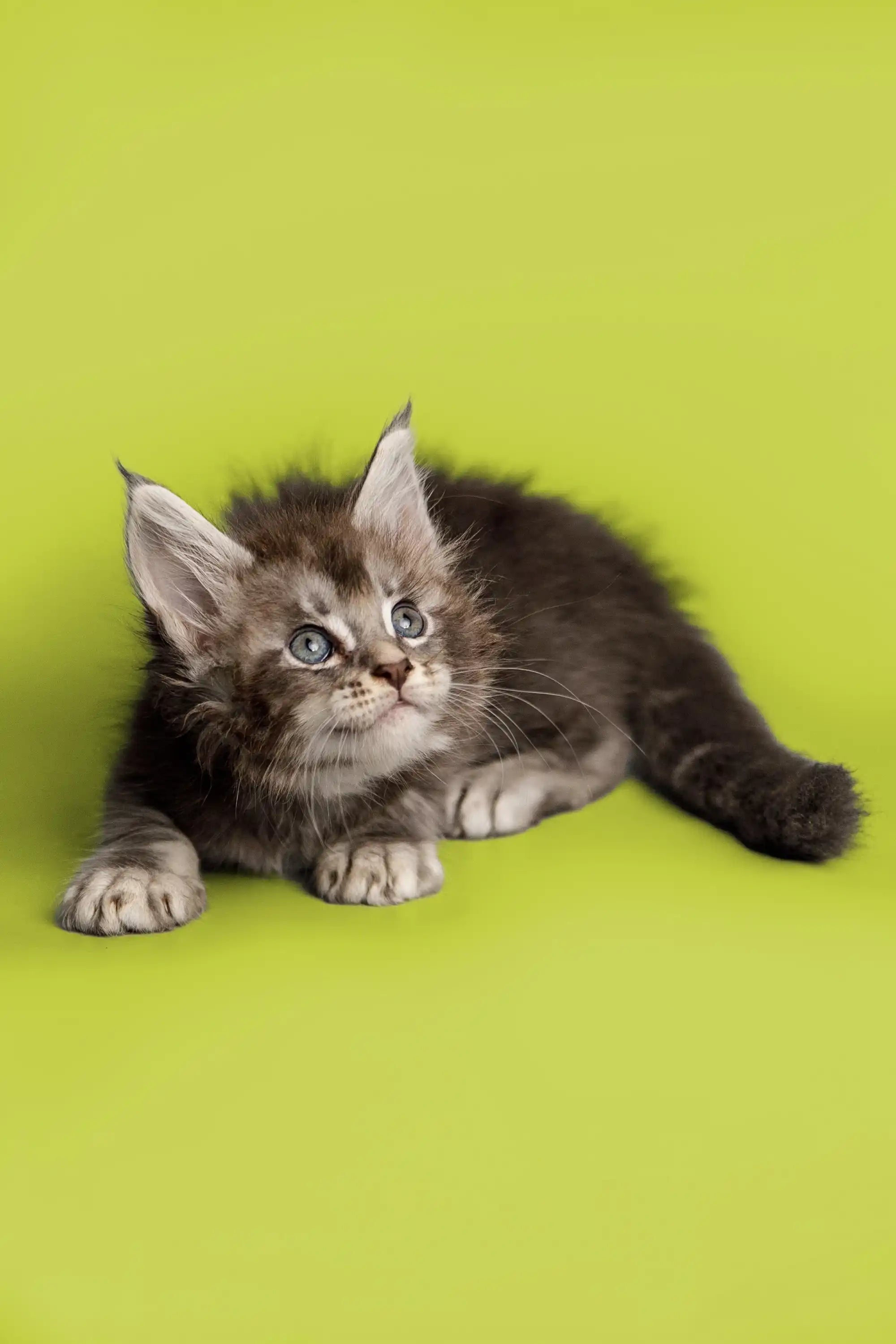 Maine Coon Kittens for Sale Sabrina | Kitten