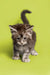 Fluffy gray Maine Coon kitten standing tall on a bright background