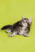 Fluffy gray and white Maine Coon kitten lying down, showing an alert expression