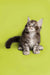 Fluffy gray and white Maine Coon kitten sitting upright, adorable Coon kitten pose