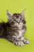 Fluffy gray and white Maine Coon kitten with alert eyes and perked ears