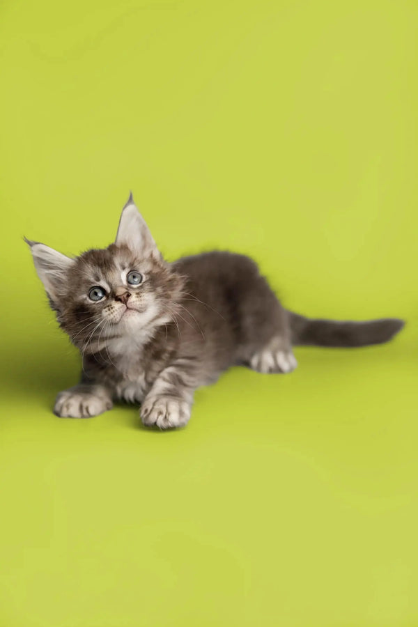 Gray and white tabby Maine Coon kitten with alert eyes and perked ears