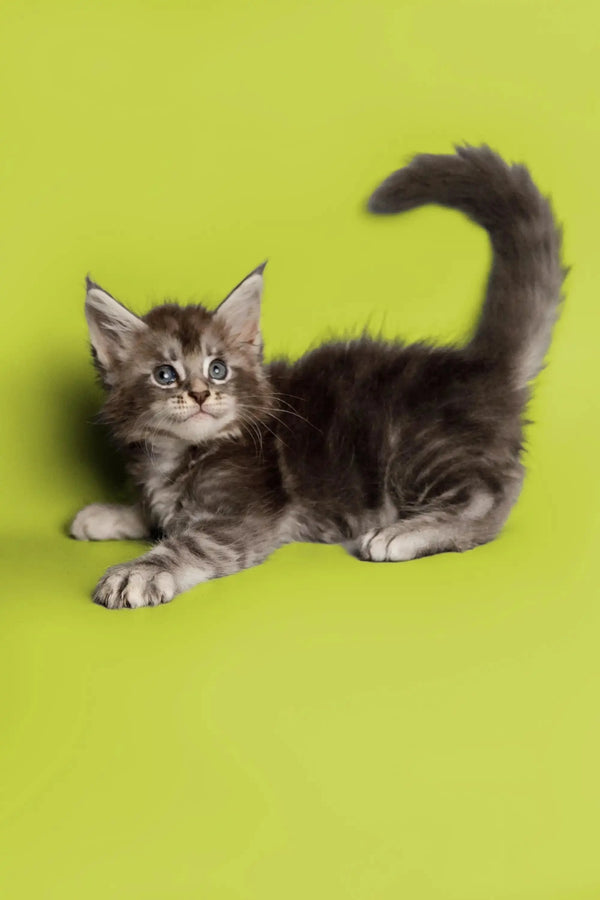 Gray and white Maine Coon kitten with a fluffy tail for Sabrina Maine Coon product