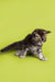 Cute gray and white tabby Maine Coon kitten in alert posture, ready for fun