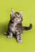 Gray and white tabby Maine Coon kitten sitting upright, looking adorable and playful