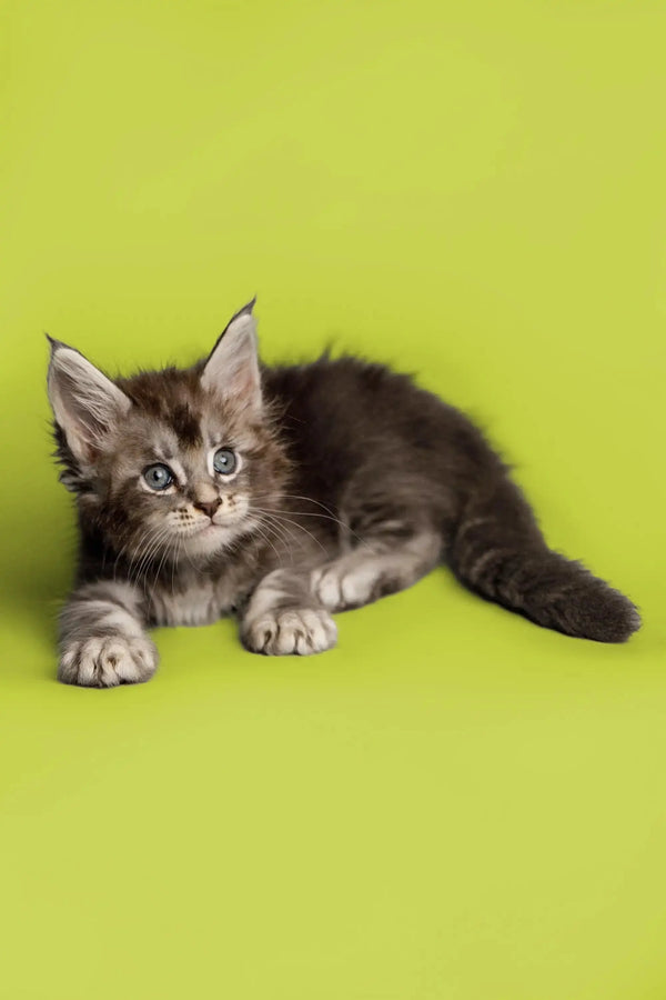 Gray and white Maine Coon kitten lounging cutely for Sabrina | Maine Coon Kitten