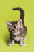 Adorable gray and white Maine Coon kitten with its tail raised upright