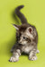 Gray and white tabby Maine Coon kitten stretching with tail raised, super cute pose